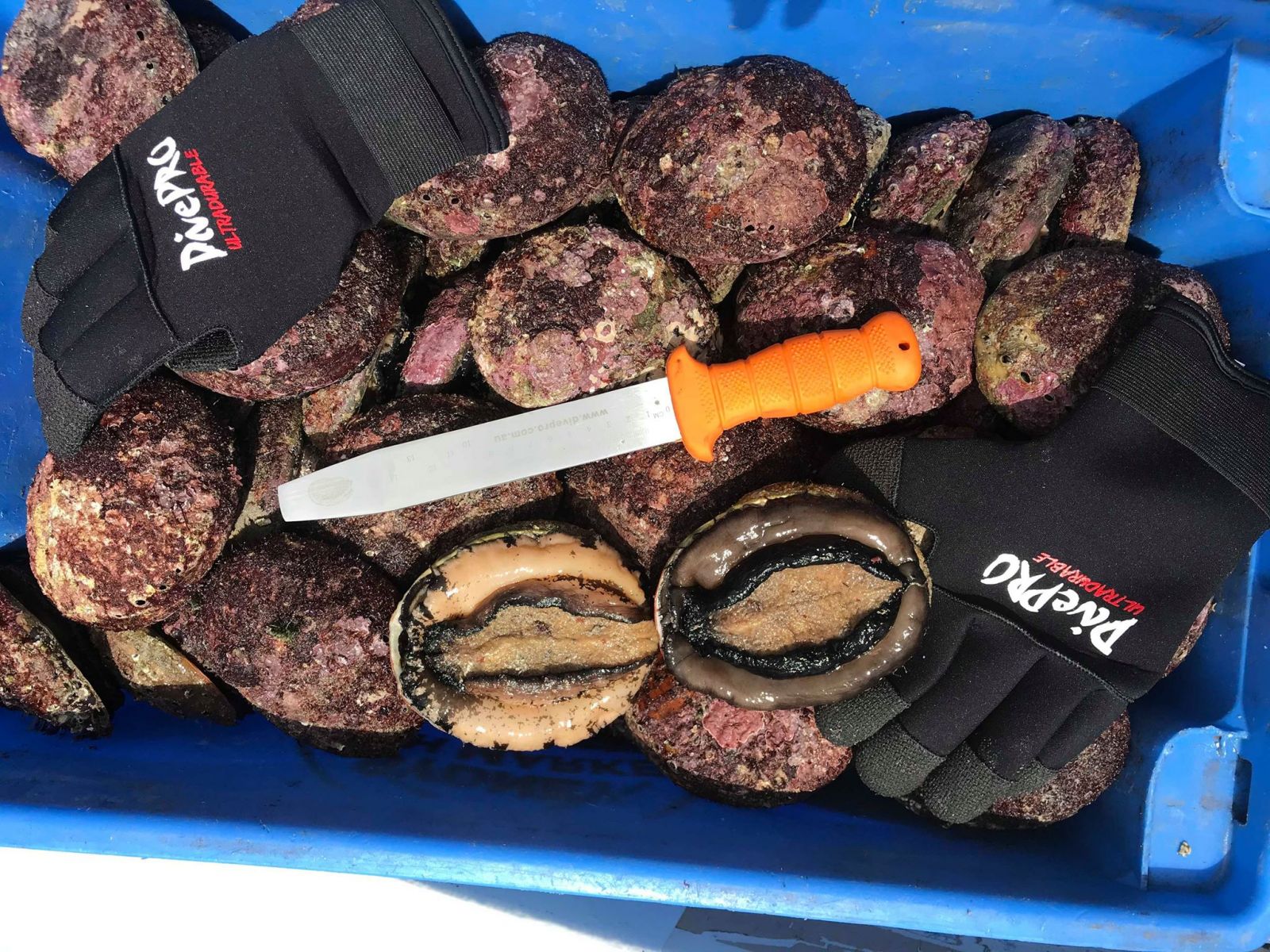 Abalone knife